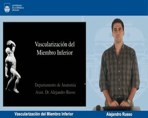 Vascularización del miembro inferior