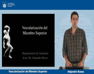 Vascularización del miembro superior