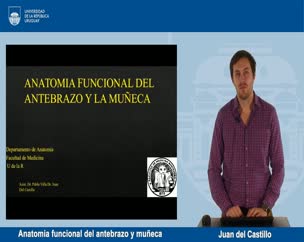 Anatomia funcional del antebrazo y muñeca