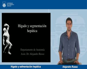 Higado y segmentación hepática