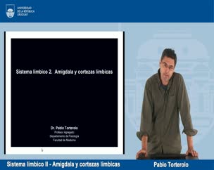 Sistema límbico II - Amígdala y cortezas límbicas