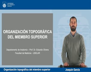 Organización topográfica del miembro superior