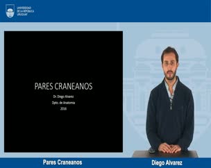 Pares Craneanos