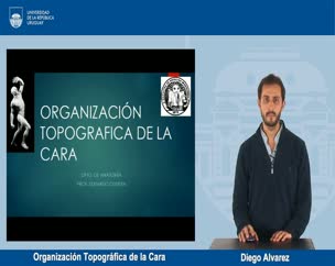 Organización Topográfica de la Cara