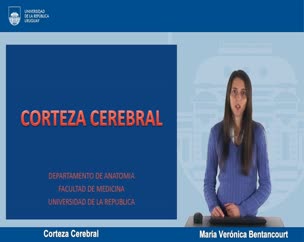 Corteza Cerebral 