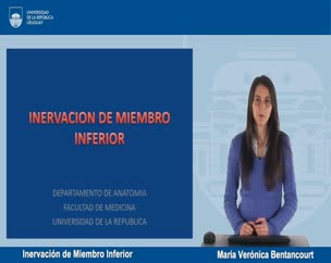 Inervación de miembro inferior