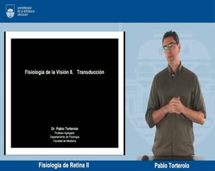 Fisiología de la retina II