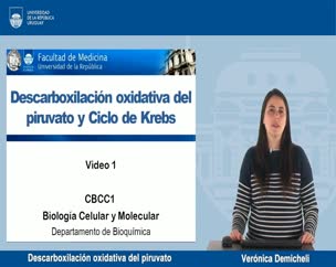 Descarboxilación oxidativa del piruvato