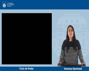 Ciclo de Krebs