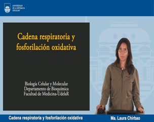 Cadena respiratoria y fosforilación oxidativa