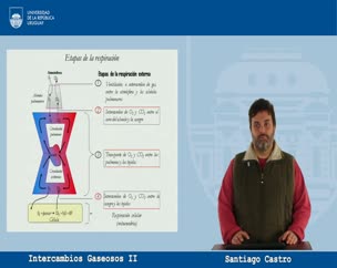 Ventilación Alveolar: Intercambios Gaseosos parte II