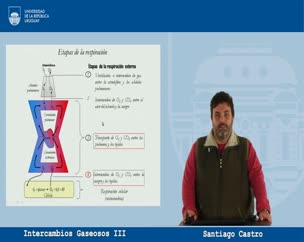 Ventilación Alveolar: Intercambios Gaseosos parte III